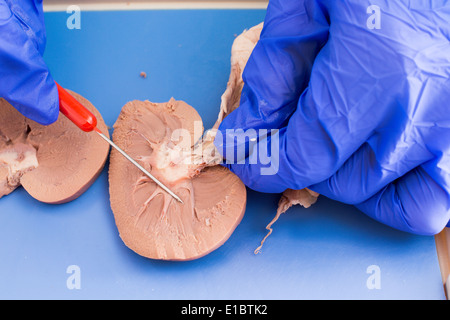 Studente di una pecora dissecata rene in medical School utilizzando una sezione per esaminare la struttura interna Foto Stock