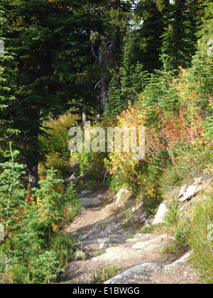 I 2011 colori autunnali delle Bitterroot Mountains offrirono una splendida esposizione di fogliame autunnale. La varietà di colori degli alberi è un segno distintivo della caduta in questa regione, che attira i visitatori per la sua bellezza naturale e i paesaggi stagionali. Foto Stock