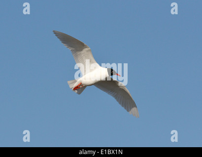 Gabbiano mediterraneo - Larus melanocephalus Foto Stock