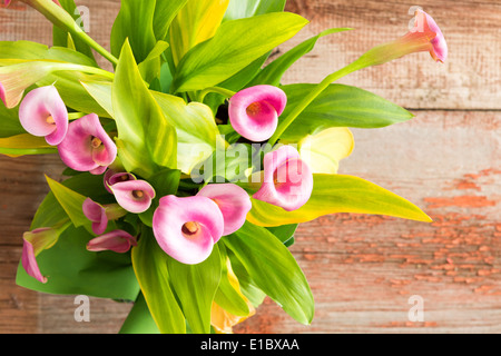 Vista aerea di un mazzetto di bella rosa fresca calla o arum gigli, Zantedeschia aethiopica, con le loro foglie verdi su un ol Foto Stock