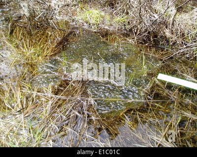 Avvistato Uovo di rana messa Foto Stock