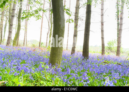 Tappeto di bluebells in un legno di Norfolk England Regno Unito Foto Stock