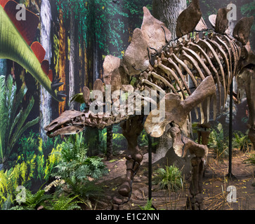 Carnegie Museum di storia naturale di Pittsburgh PA Foto Stock