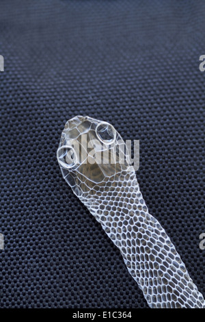 Moulted o capannone pelle di un albero Bronzeback Snake, India Foto Stock