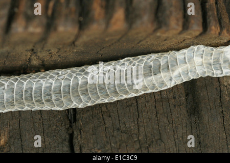 Moulted pelle o pelle shedded di un albero Bronzeback Snake, Chorla Ghats, India Foto Stock