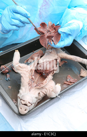 Studente di medicina la dissezione di un conserve di maiali fetali in anatomia e fisiologia classe. esaminando i polmoni con un bisturi Foto Stock
