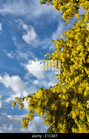 Una struttura ad albero il Maggiociondolo MAGGIOCIONDOLO (anagyroides, noti anche come Golden catena) in piena fioritura a inizio estate, REGNO UNITO Foto Stock