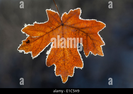 Una foglia di acero in autunno colori su ghiaccio. Foto Stock