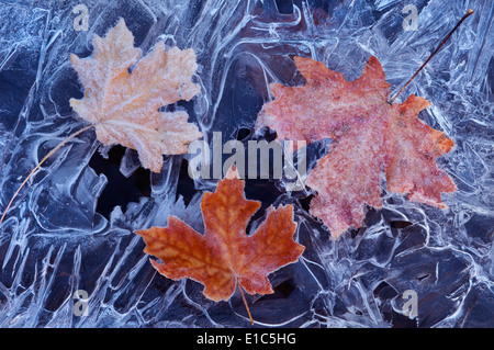 Una foglia di acero in autunno colori su ghiaccio. Foto Stock