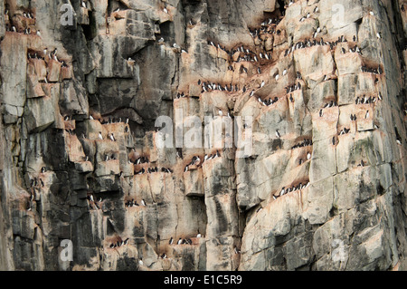 Thick-fatturati Murres, Brunnich's Guillemots, nesting su una ripida scogliera, sito vicino alle Isole Svalbard in Norvegia. Foto Stock