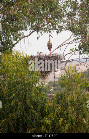 Una cicogna bianca appollaiato su un nido fra i rami di un albero. Foto Stock