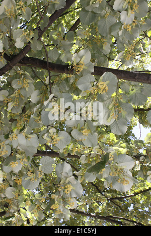 Tiglio, centro di Chambery, Savoie, Rhone Alpes, Francia. Foto Stock