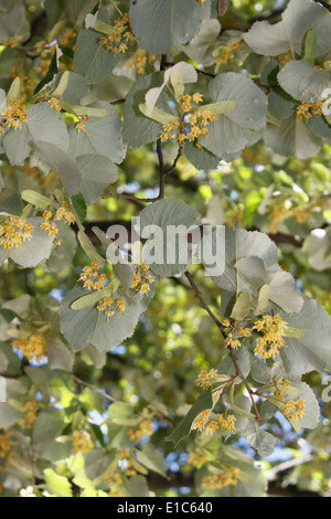 Tiglio, centro di Chambery, Savoie, Rhone Alpes, Francia. Foto Stock