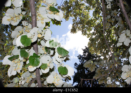 Tiglio, centro di Chambery, Savoie, Rhone Alpes, Francia. Foto Stock