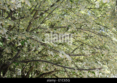 Tiglio, centro di Chambery, Savoie, Rhone Alpes, Francia. Foto Stock