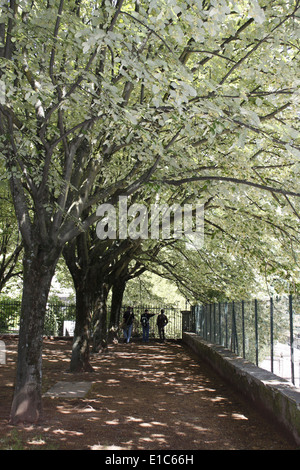 Tiglio, centro di Chambery, Savoie, Rhone Alpes, Francia. Foto Stock