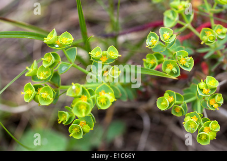 Myrtle Spurge Foto Stock