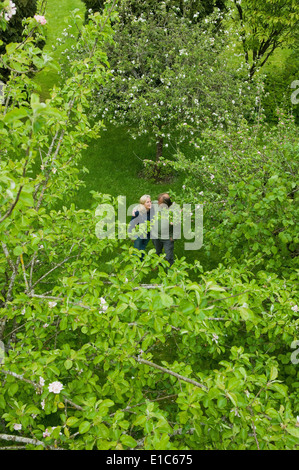 Un giovane visto da una distanza, camminando insieme in un frutteto. Foto Stock