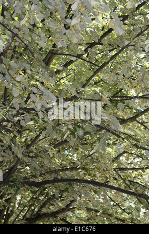 Tiglio, centro di Chambery, Savoie, Rhone Alpes, Francia. Foto Stock