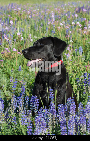 Un nero labrador cane seduto in un campo di erba alta e fiori blu. Foto Stock