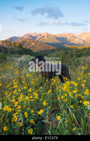 Un nero labrador cane in un prato di fiori selvaggi, al tramonto. Foto Stock