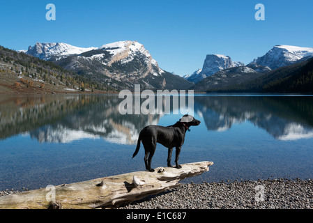 Un nero labrador cane Foto Stock