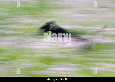 Un nero labrador cane che corre attraverso un prato di fiori selvaggi. Foto Stock