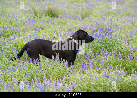 Un nero labrador cane in piedi in un prato di fiori selvaggi. Foto Stock