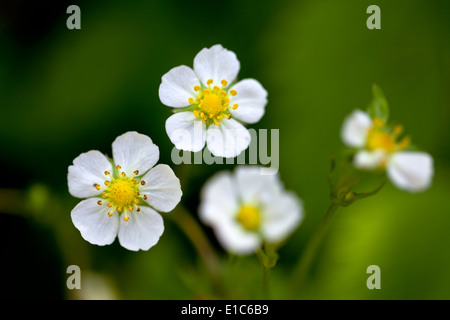 Fragole fiore Foto Stock