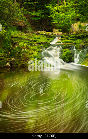 Una piccola cascata in una lussureggiante foresta delle Ardenne, Belgio. Foto Stock