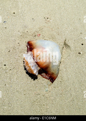 Jelly fish lavato fino a una spiaggia Foto Stock