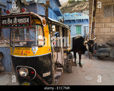 India Rajasthan, Jodhpur, strade, mucca che emergono da dietro autorickshaw Foto Stock