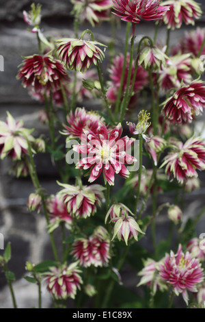 Astrantia grandi 'Rubra " piante in fiore Foto Stock