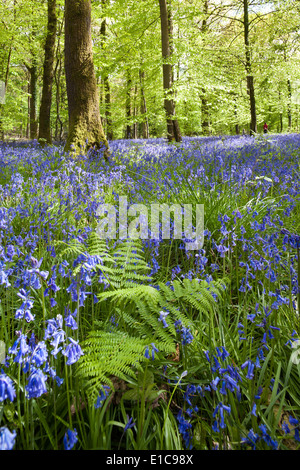 Bluebells nella Foresta di Dean a Bradley Hill, GLOUCESTERSHIRE REGNO UNITO Foto Stock