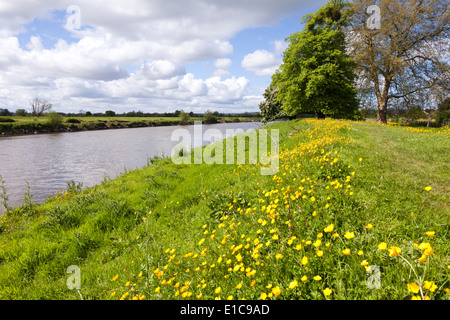 Renoncules fioritura a fianco del Gloucestershire modo sulle rive del fiume Severn a Minsterworth, GLOUCESTERSHIRE REGNO UNITO Foto Stock