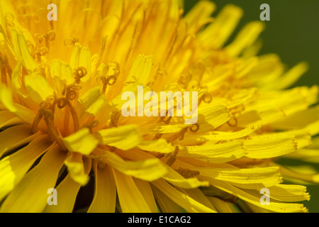 Comune di tarassaco (Taraxacum officinale) close up di testa in piena fioritura che mostra broccoli Foto Stock