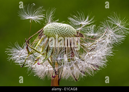 Comune di tarassaco (Taraxacum officinale) in prossimità della testa di sementi che mostra cypselae con pappi Foto Stock