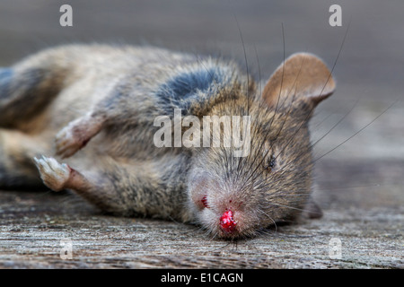 Ravvicinata di un bambino morto marrone (ratto Rattus norvegicus) Foto Stock