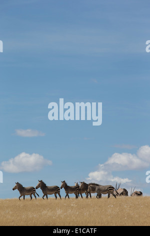 Allevamento di Zebra di montagna in erba gialla contro il cielo blu Foto Stock