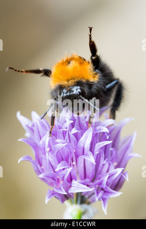 Dancing Ape su un viola, fioritura di erba cipollina Foto Stock