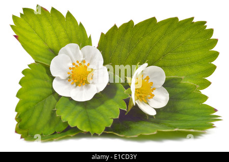 Close up di fiori di fragola e foglie isolati su sfondo bianco. Foto Stock