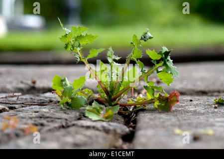 Comune (Sowthistle Sonchus oleraceus) cresce in un marciapiede crack. Foto Stock