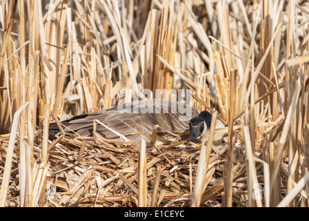 Canada Goose seduta sul nido cercando di guardare inconspicous, grande lago, Alberta Foto Stock