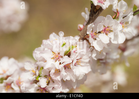 Nanchino fiori di ciliegio in un giardino primaverile, St Albert, Alberta Foto Stock