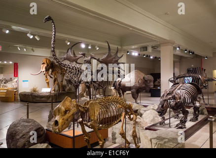 Carnegie Museum di storia naturale di Pittsburgh PA Foto Stock