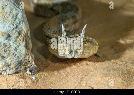 Ritratto di sahariana vipera cornuta (Cerastes cerastes) sotto il sole di sera nella sabbia del deserto del Negev, Israele Foto Stock