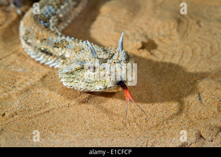 Ritratto di sahariana vipera cornuta (Cerastes cerastes) sotto il sole di sera nella sabbia del deserto del Negev, Israele Foto Stock