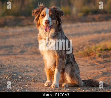 mix di cani bovini australiani collie