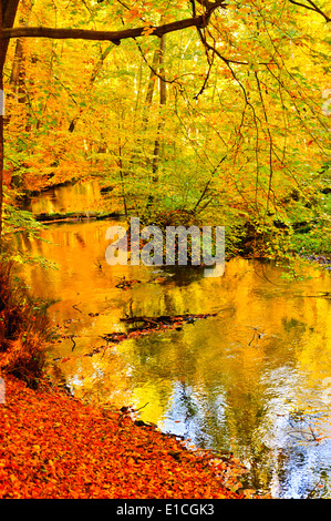 Autunno foresta con piccolo ruscello in colori luminosi colorati acqua lascia riflessioni e Sunshine Travel holiday riserva naturale Foto Stock