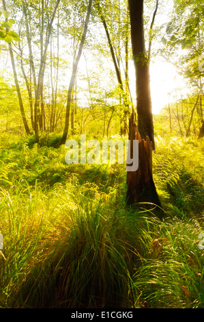 Viaggi e Vacanze Riserva Naturale - palude foresta e nella primavera del suolo della foresta nel verde brillante Foto Stock